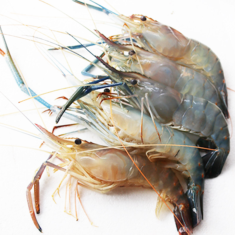 500g北京闪送鲜活罗氏虾活大虾大头虾金钱沼虾活虾