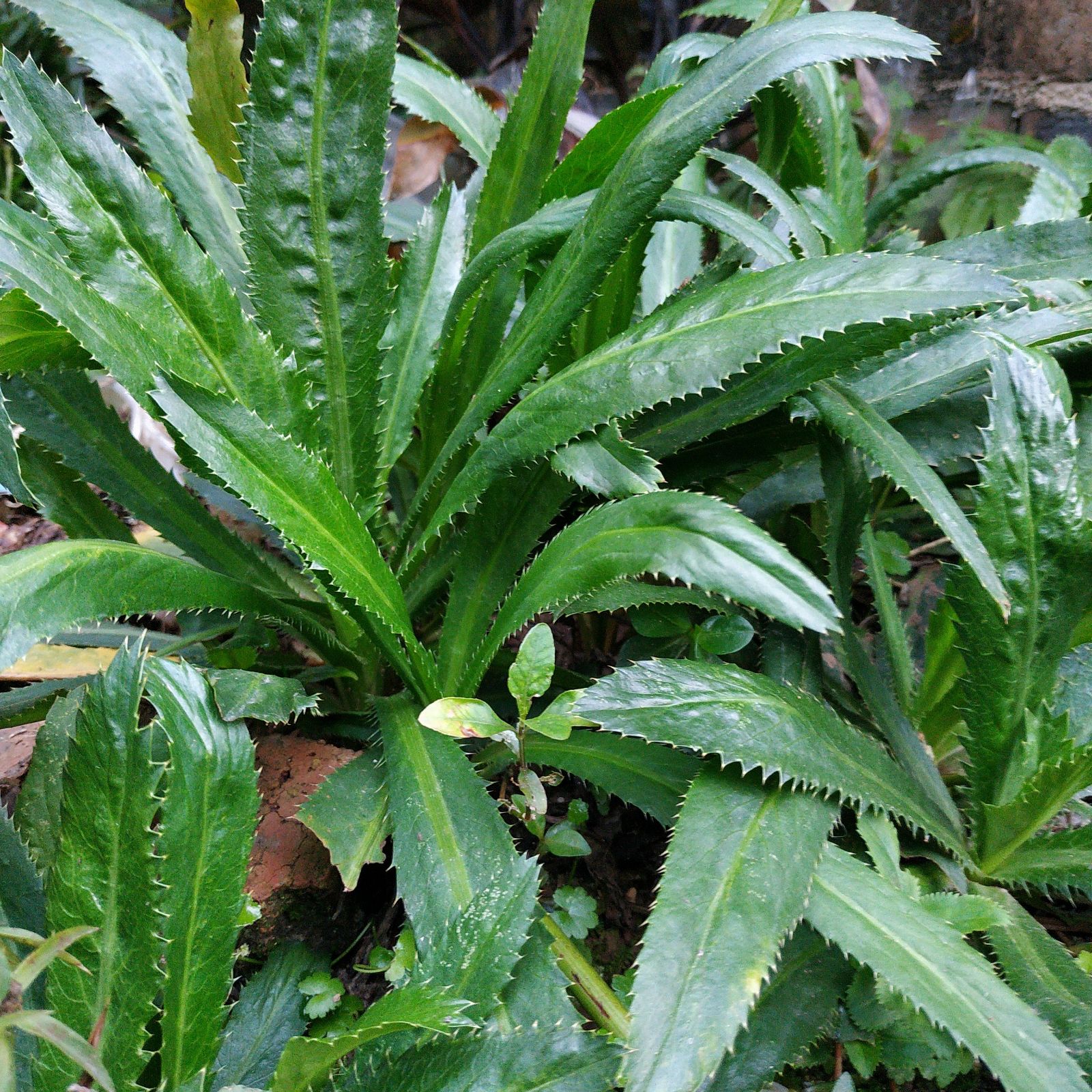 5棵野生土香菜苗盐茜刺芹大香菜假芫荽种苗菜苗芫茜苗野香菜食用