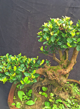 中华蚊母造型老庄长期开花结籽盆景