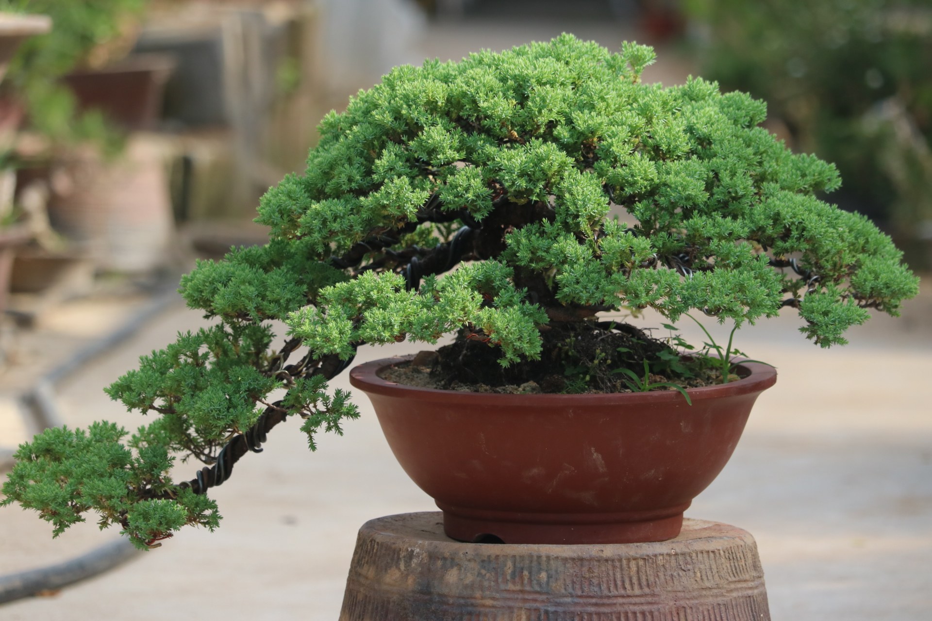 绿植实拍新西兰珍珠地柏悬崖临水造型真柏刺柏大型绿植