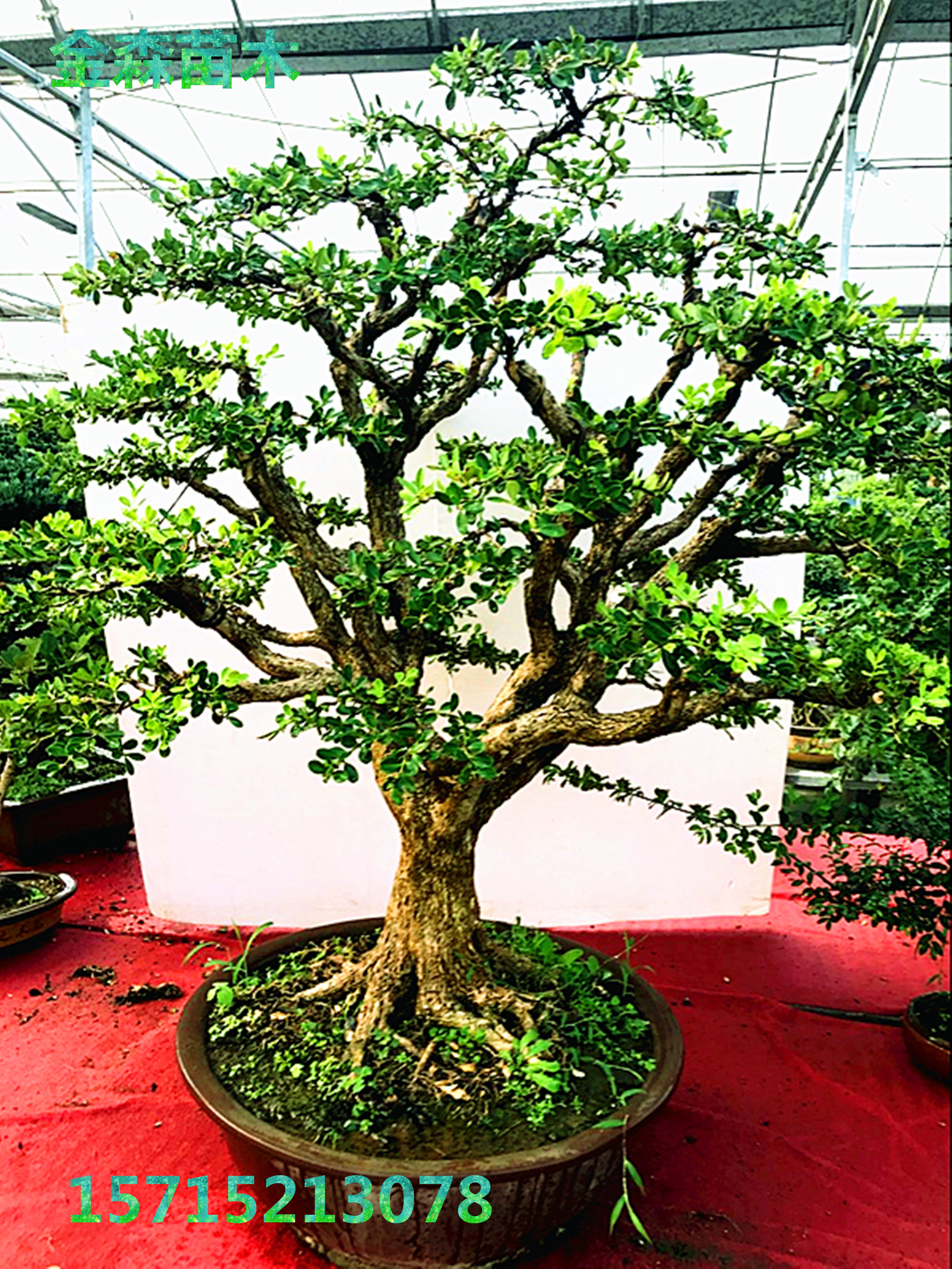 白皮瓜子黄杨盆景 老桩黄杨盆景 黄杨树桩下山桩 实物拍摄大型