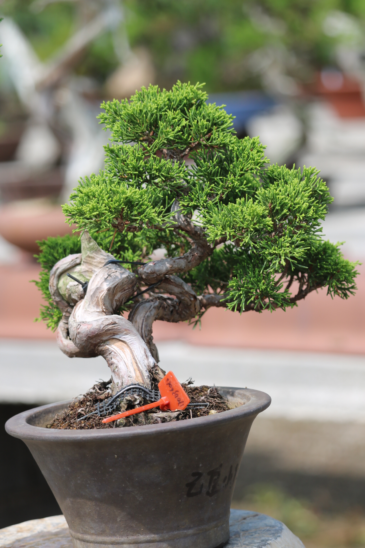 系鱼真柏盆景展览获奖作品书房庭院别墅客厅绿植大型绿植