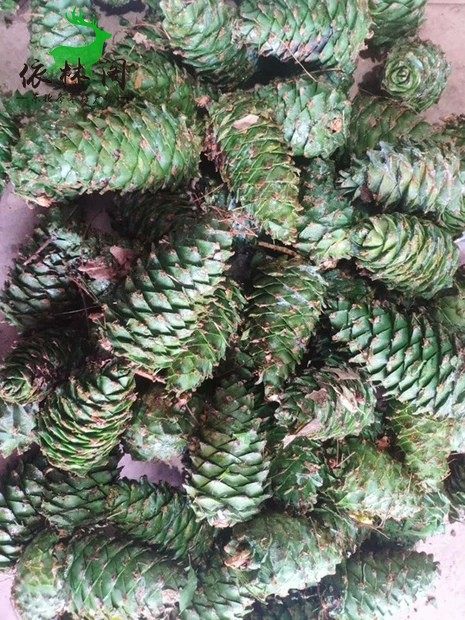 红松松塔东北长白山野生松子新鲜孕妇松鼠粮食松子