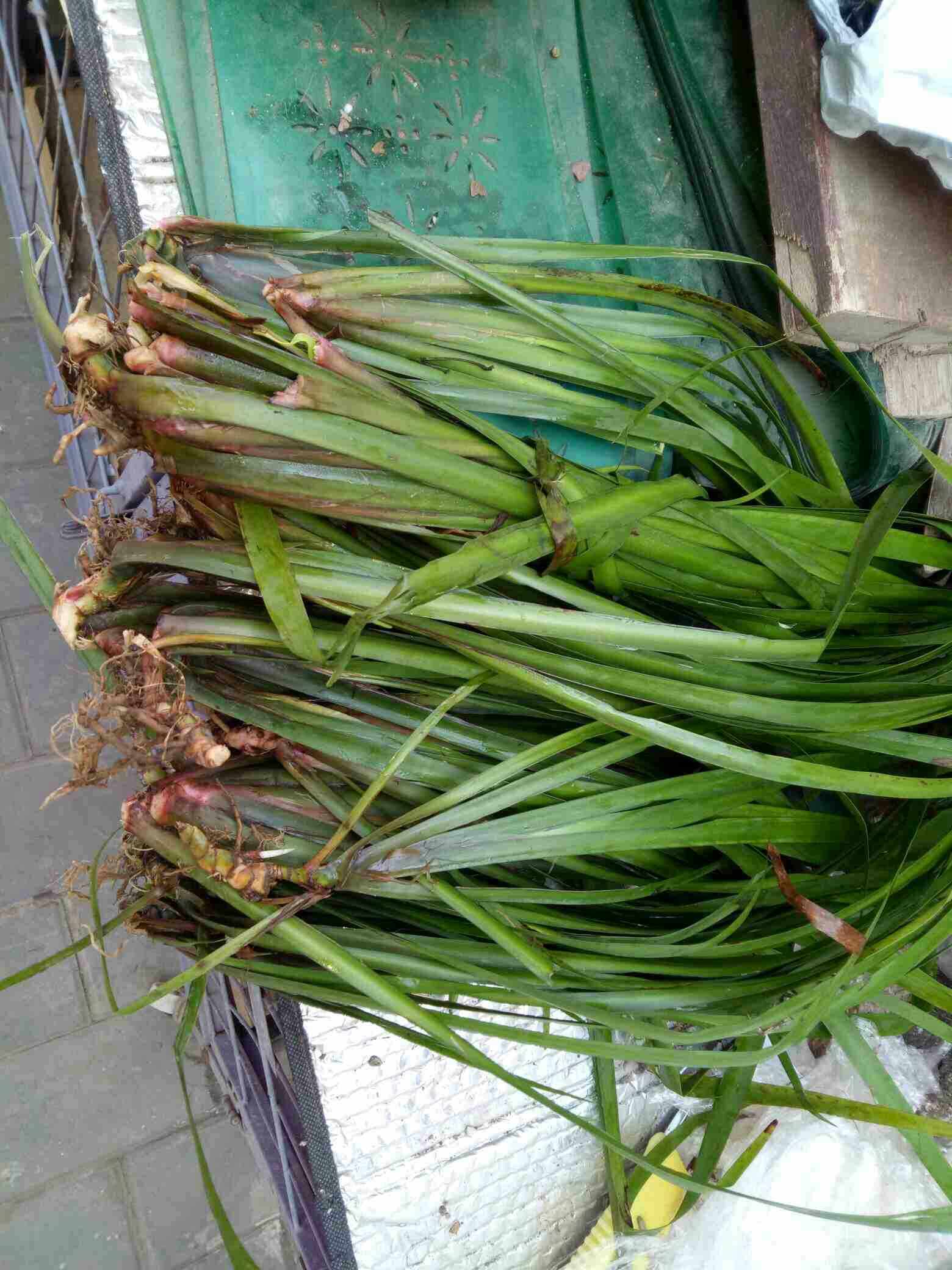 三奈五香香草随手香山赖苗回香菖蒲新鲜现栽去腥大型绿植