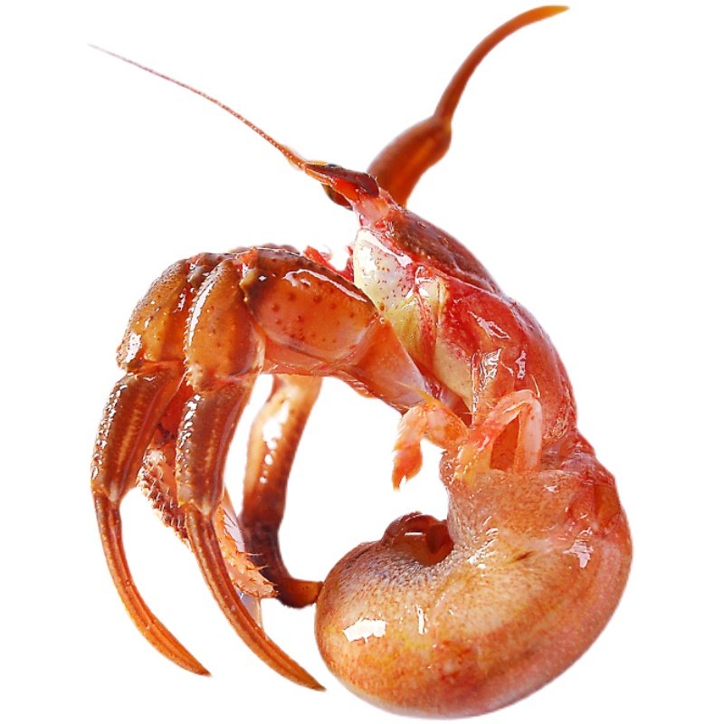 特产鲜活带壳虾怪寄居海鲜活水水产椰子威海活虾