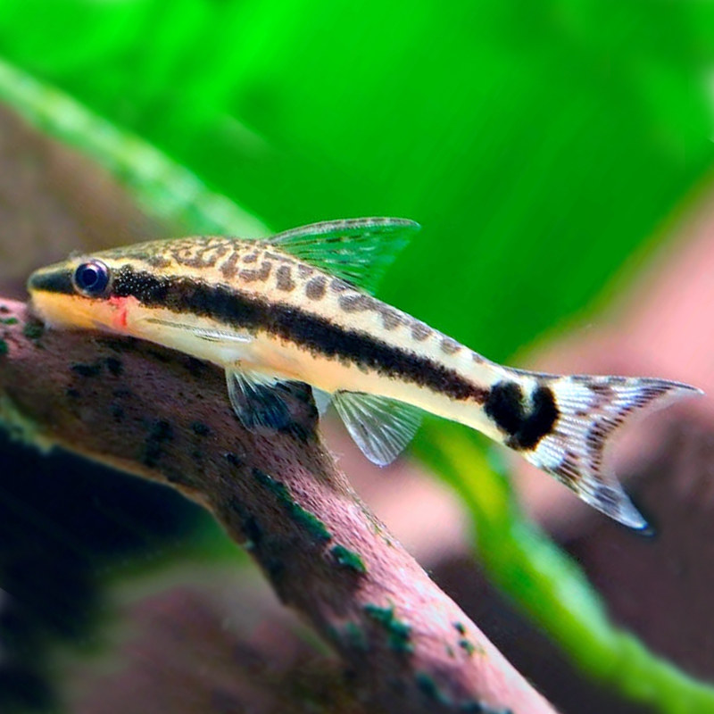 清道夫:我很丑,但我真的不吃屎!