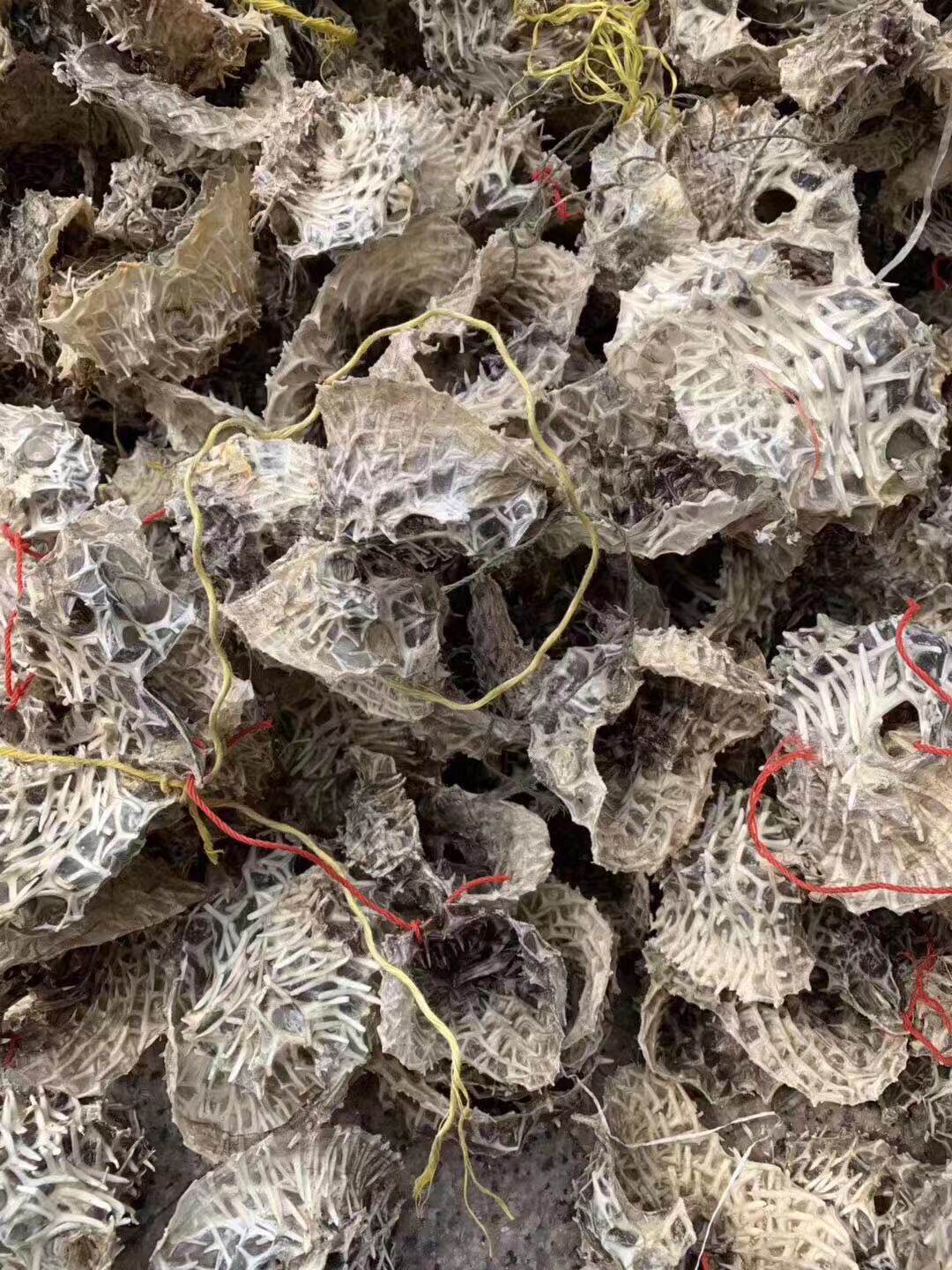 野生中号漂亮刺龟海胆皮刺豚皮海刺猬干货煲汤鱼干