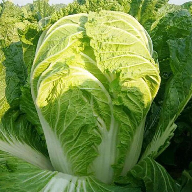 5斤装农家自种大白菜新鲜蔬菜绿叶菜脆甜炒吃腌酸菜鲜嫩黄心白菜