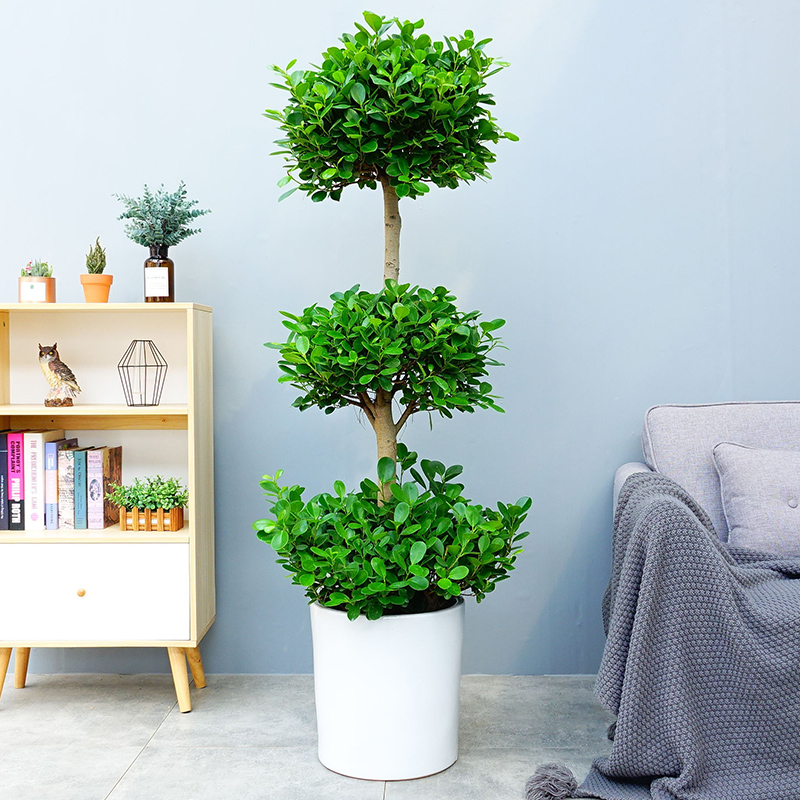 深圳金钱盆栽摇钱树盆景三层榕树室外客厅植物大型绿植