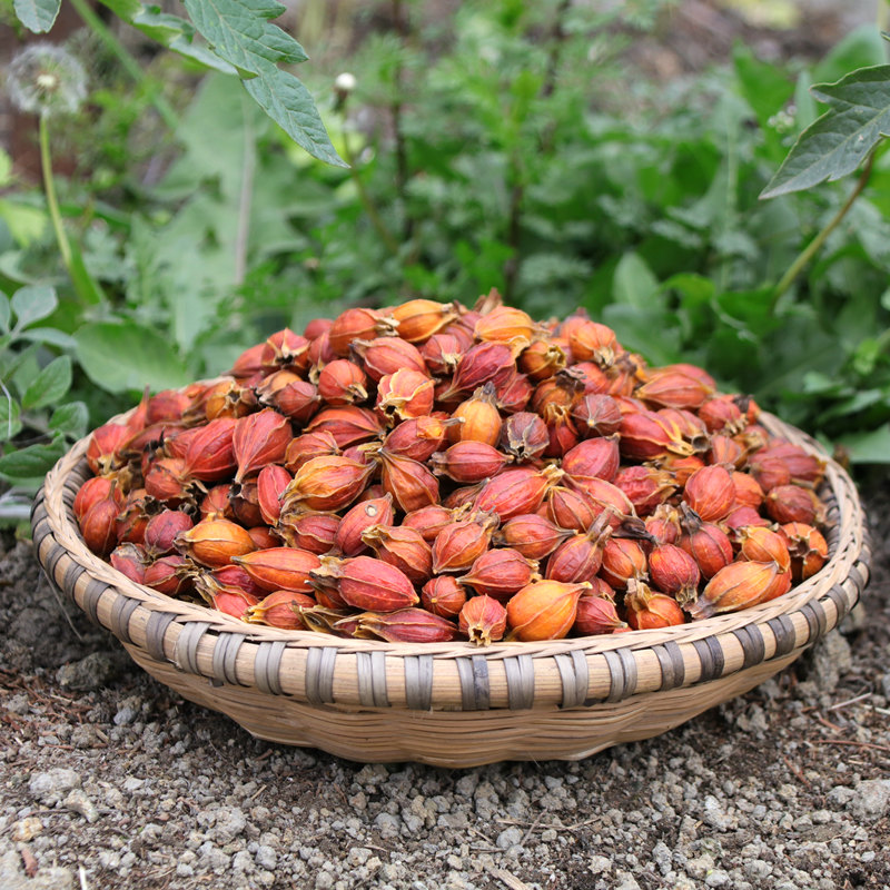 栀子中药材500g野生山江西黄栀子枝子食用上色卤肉栀子