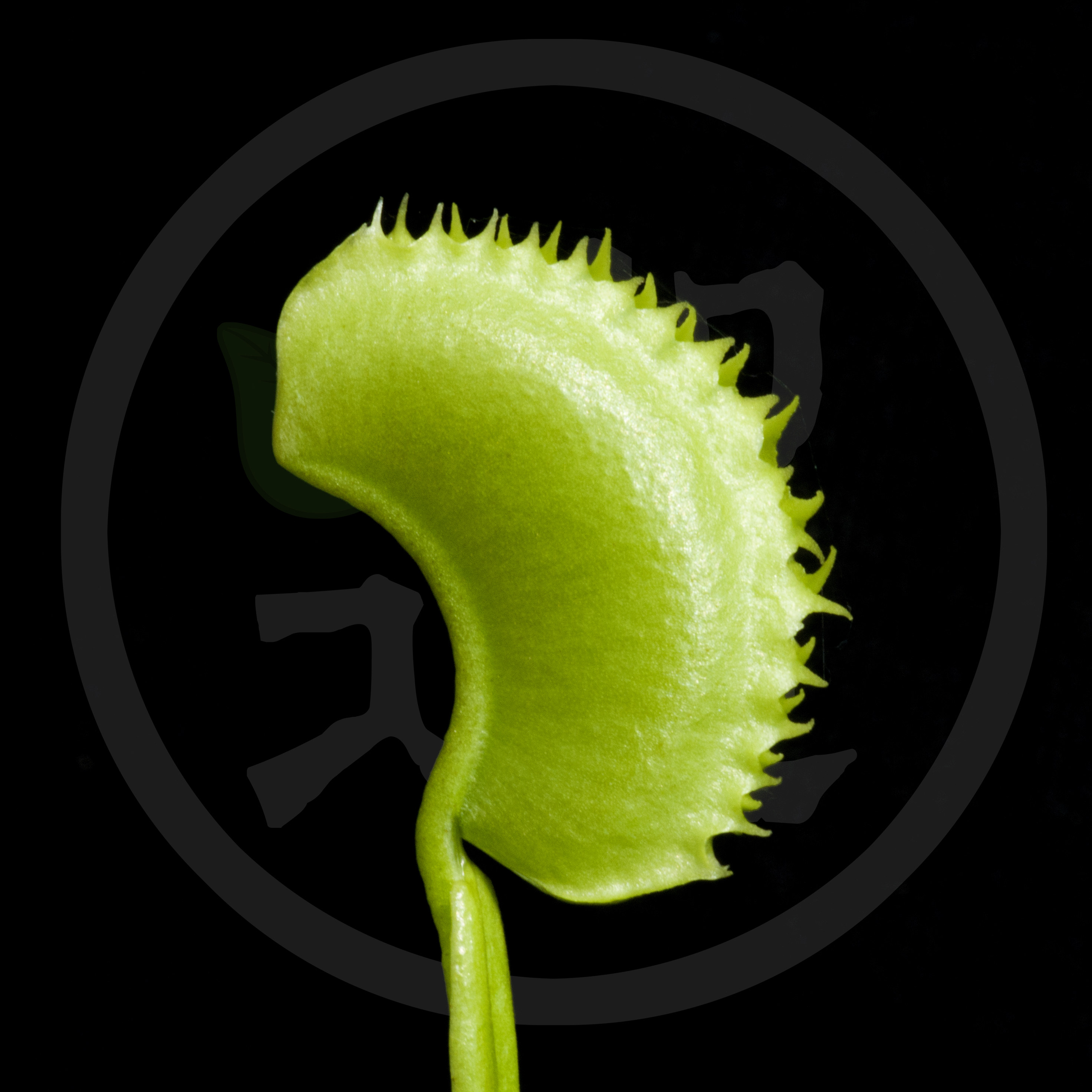 食虫植物 鲨鱼齿捕蝇草 盆栽 吃虫植物 食人花 带盆种好