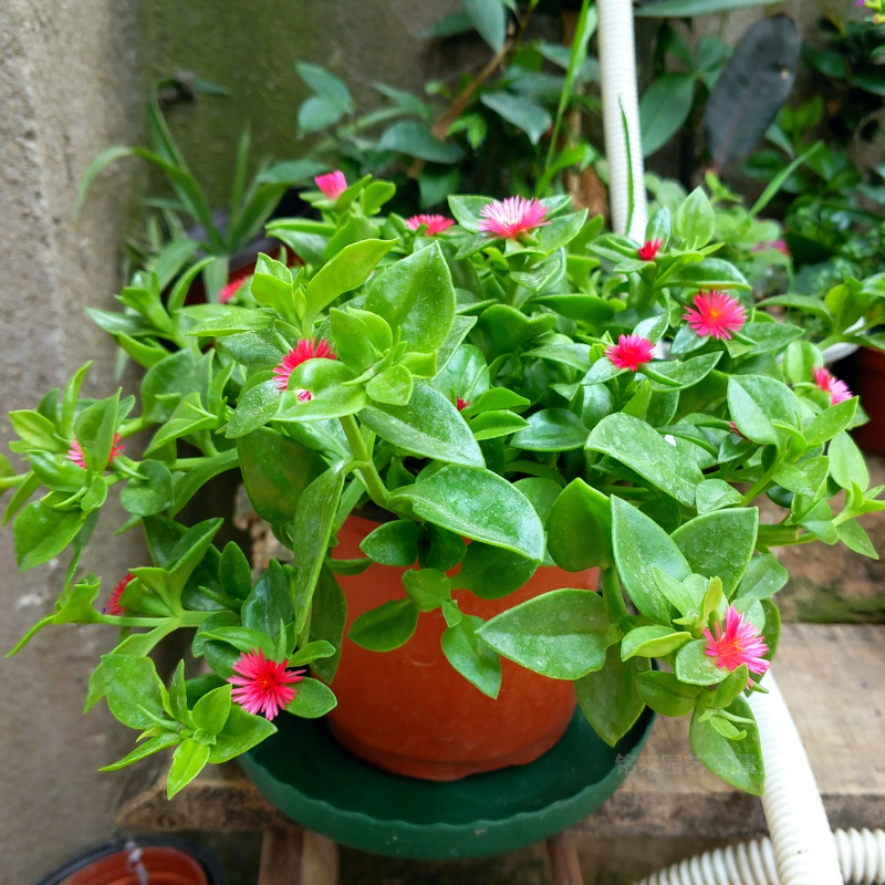 特价豆瓣绿苗办公桌培土花卉绿植盆栽发财树公室绿植