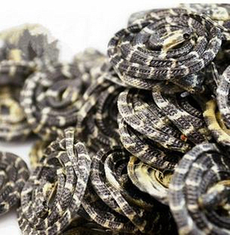 野生金钱白花蛇 中药材金钱白花蛇 泡酒料正品 金钱小白花蛇包邮