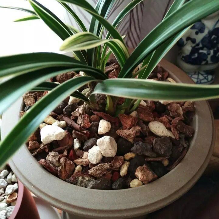 兰花植料 兰科基石养花石头营养土专用土 高级混合透气基质老配方