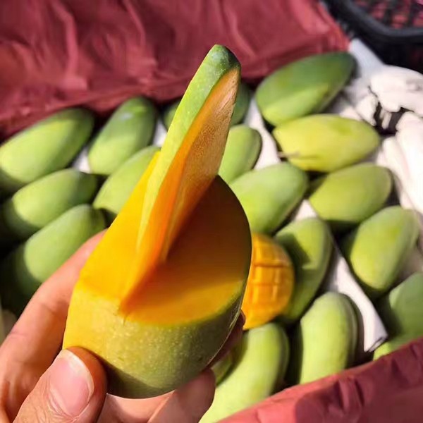 孕妇新鲜水果 现货海南金煌芒甜心芒果水仙芒8斤净果 应季 包邮 - 爱