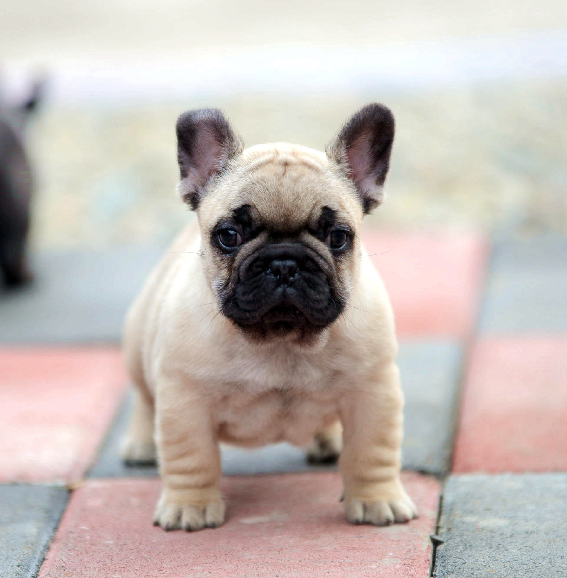 法牛法国斗牛犬幼犬纯种活体欧版驼色法斗狗狗狗狗