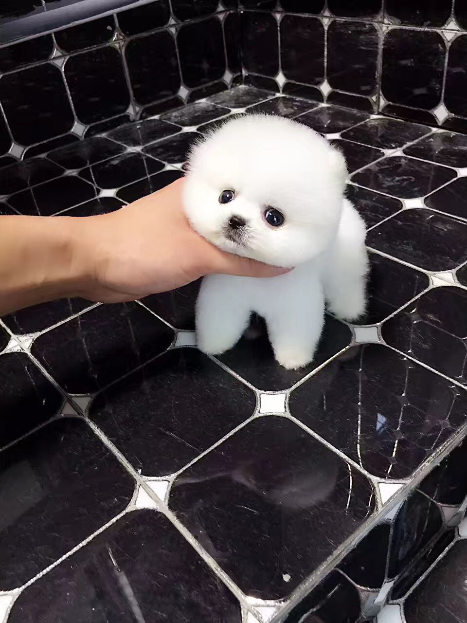 俊介犬活体幼犬纯种狗狗家养宠物狗白色博美俊介赛级小体精品纯白