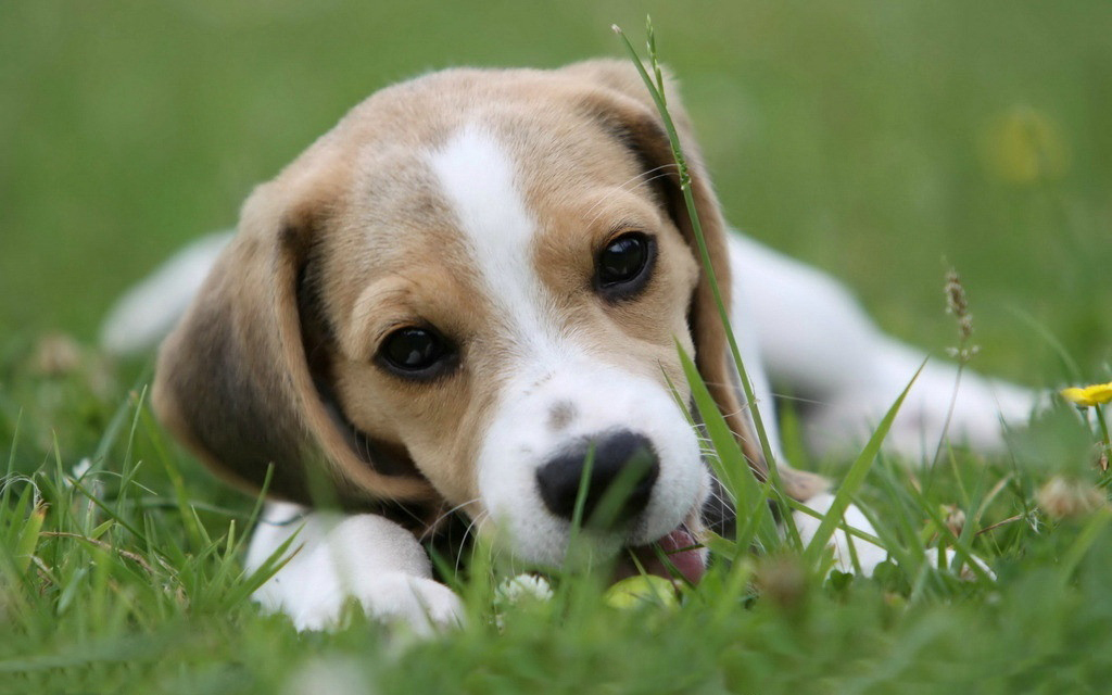 宠物比格活体幼犬纯种米格格鲁宠物狗狗狗家养狗狗