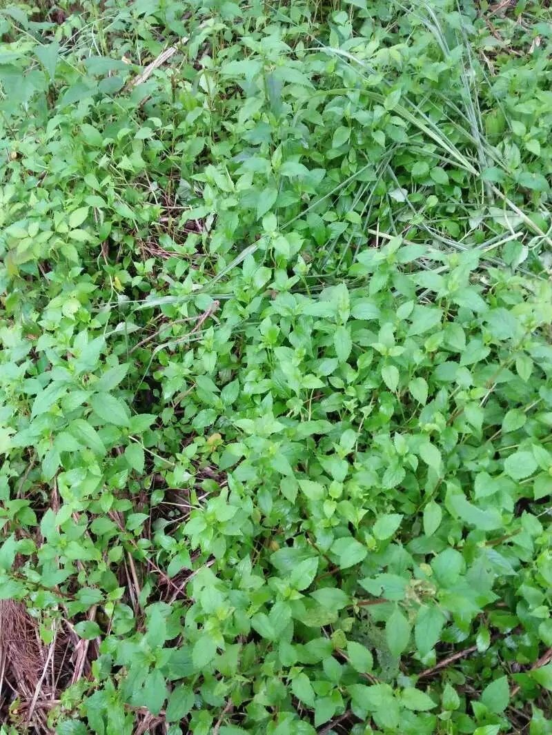 福建野生新鲜野菜 苦益菜 苦婆丁 苦菜干 煲汤 泡茶 清热祛火