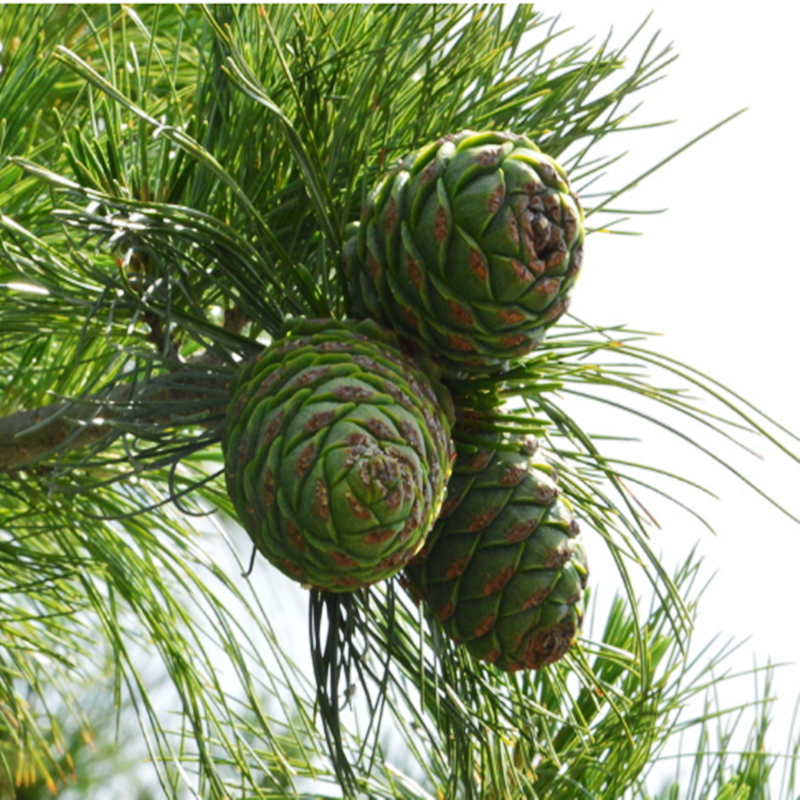 云南新鲜松塔松子新货现摘现发大松松果松子
