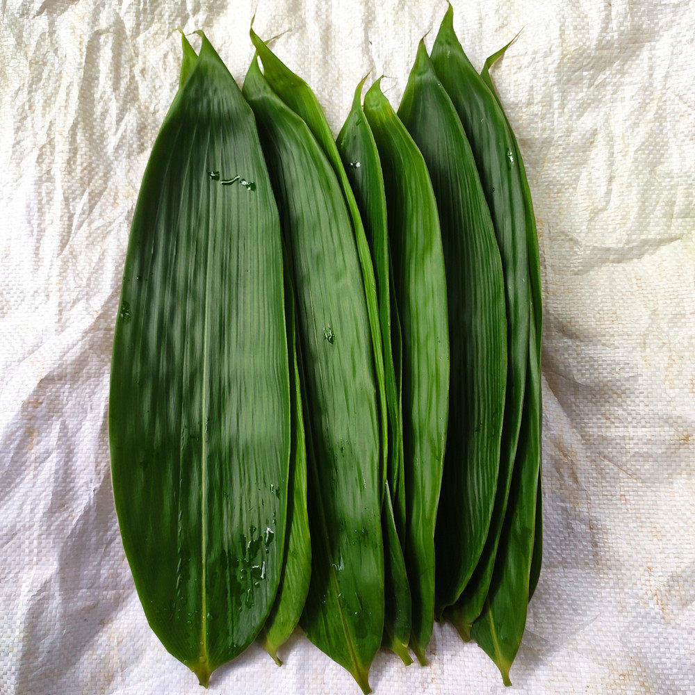 粽叶箬竹盆栽种地叶种地阔叶苗野常青四季种子绿植