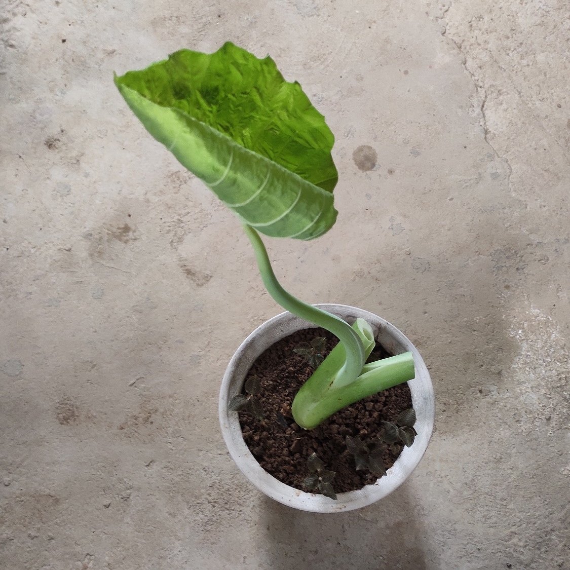广西菜苗白芋大苗食梗白梗芋白叶芋芋荷蔬菜种苗大型绿植