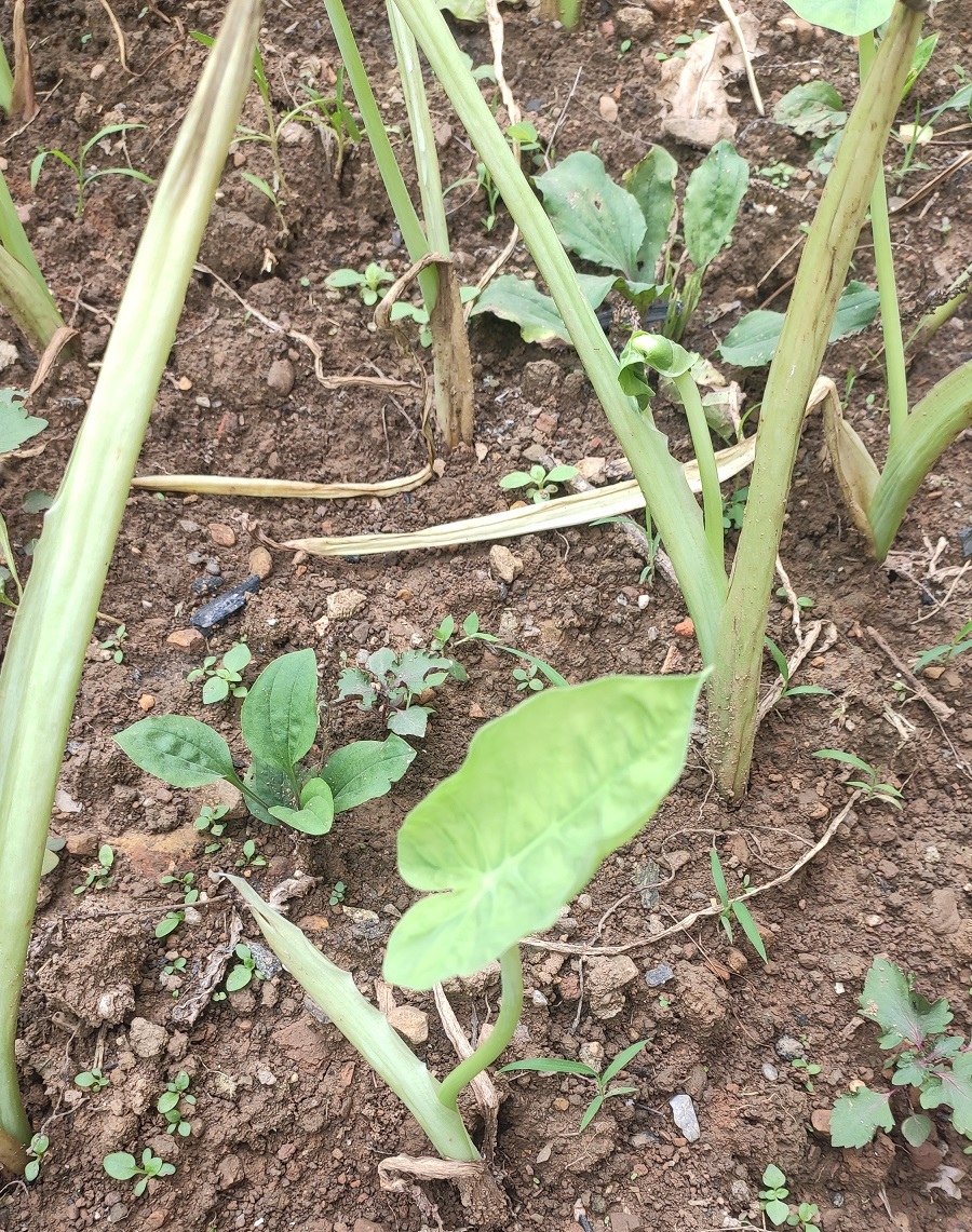 5棵装带根菜苗白芋苗食梗芋梗芋白叶芋蒙芋荷蔬菜绿植