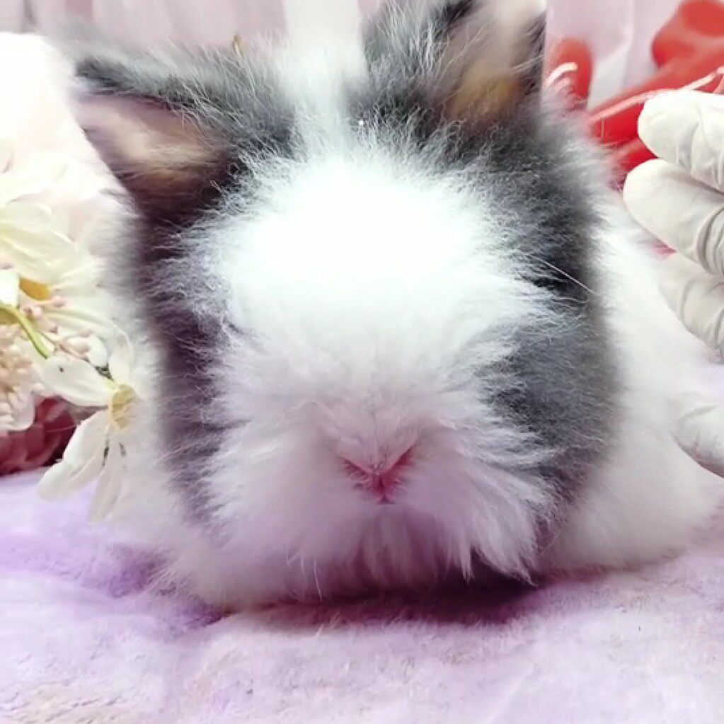 猫猫盖脸宠物兔活纯种垂耳凤眼小体侏儒兔兔兔