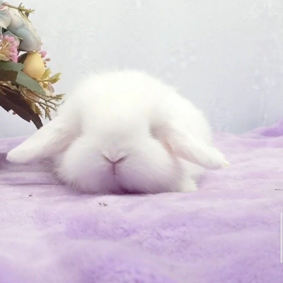 活体宠物荷兰长毛垂耳兔侏儒小型迷你茶杯白兔兔