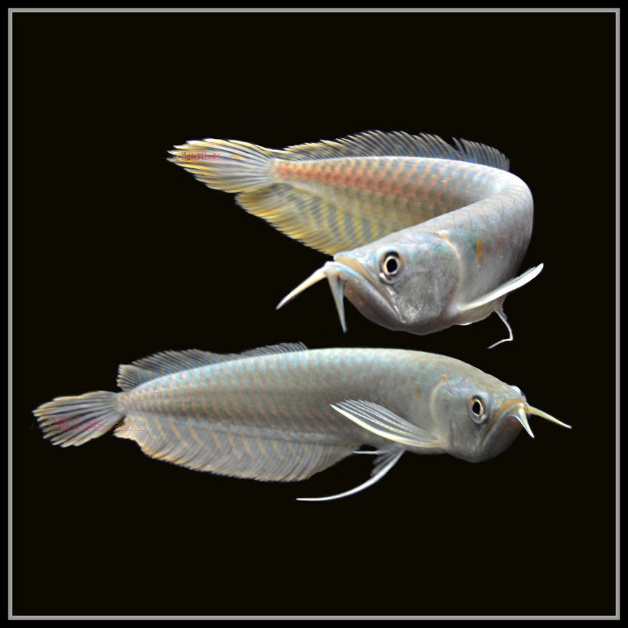 银龙热带观赏中大型淡水鱼黄化红眼白子高品质包活包鱼