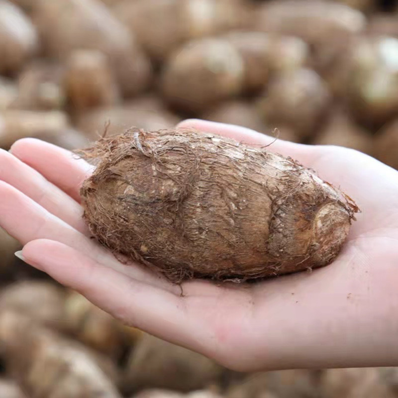 芋头5斤新鲜山东特产山地香芋毛芋头农家当季芋头