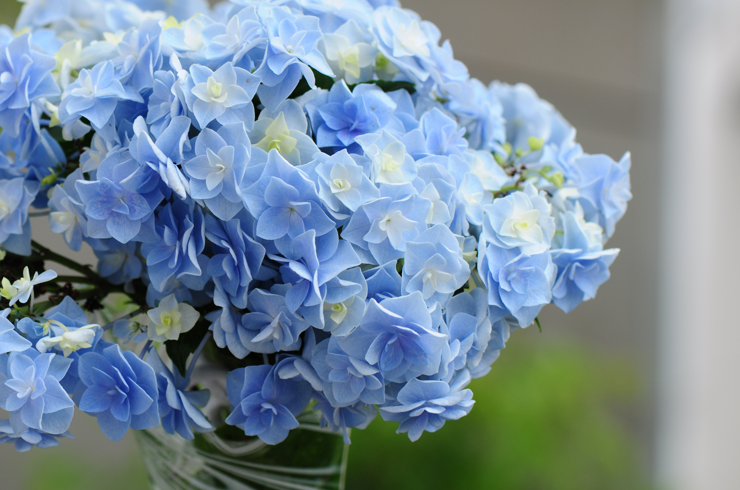 绣球头花大花重瓣阳台庭院花卉花园植物32公分时令草本花卉