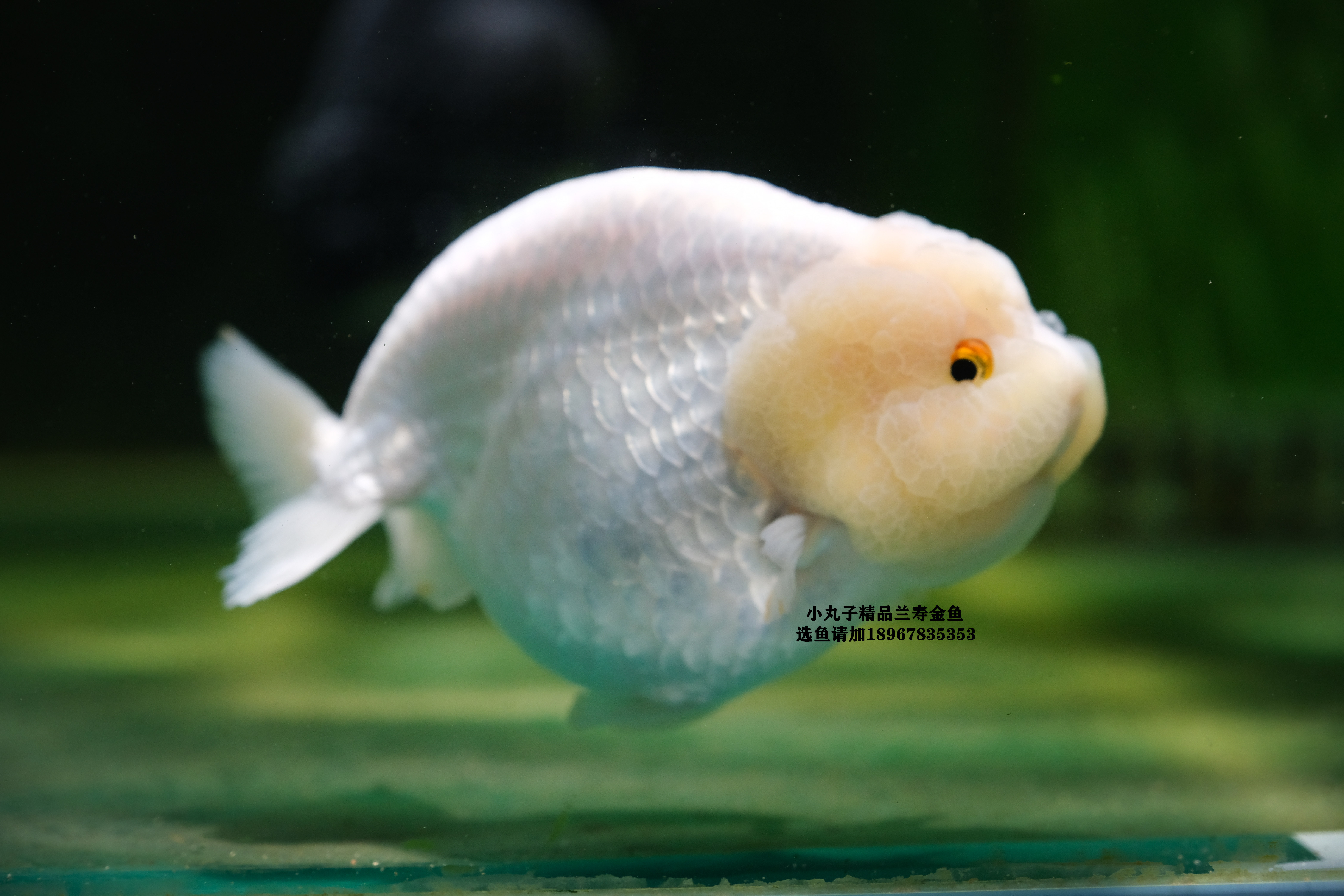 福州潘氏兰寿金鱼活体动物淡水冷水水族观赏鱼鱼