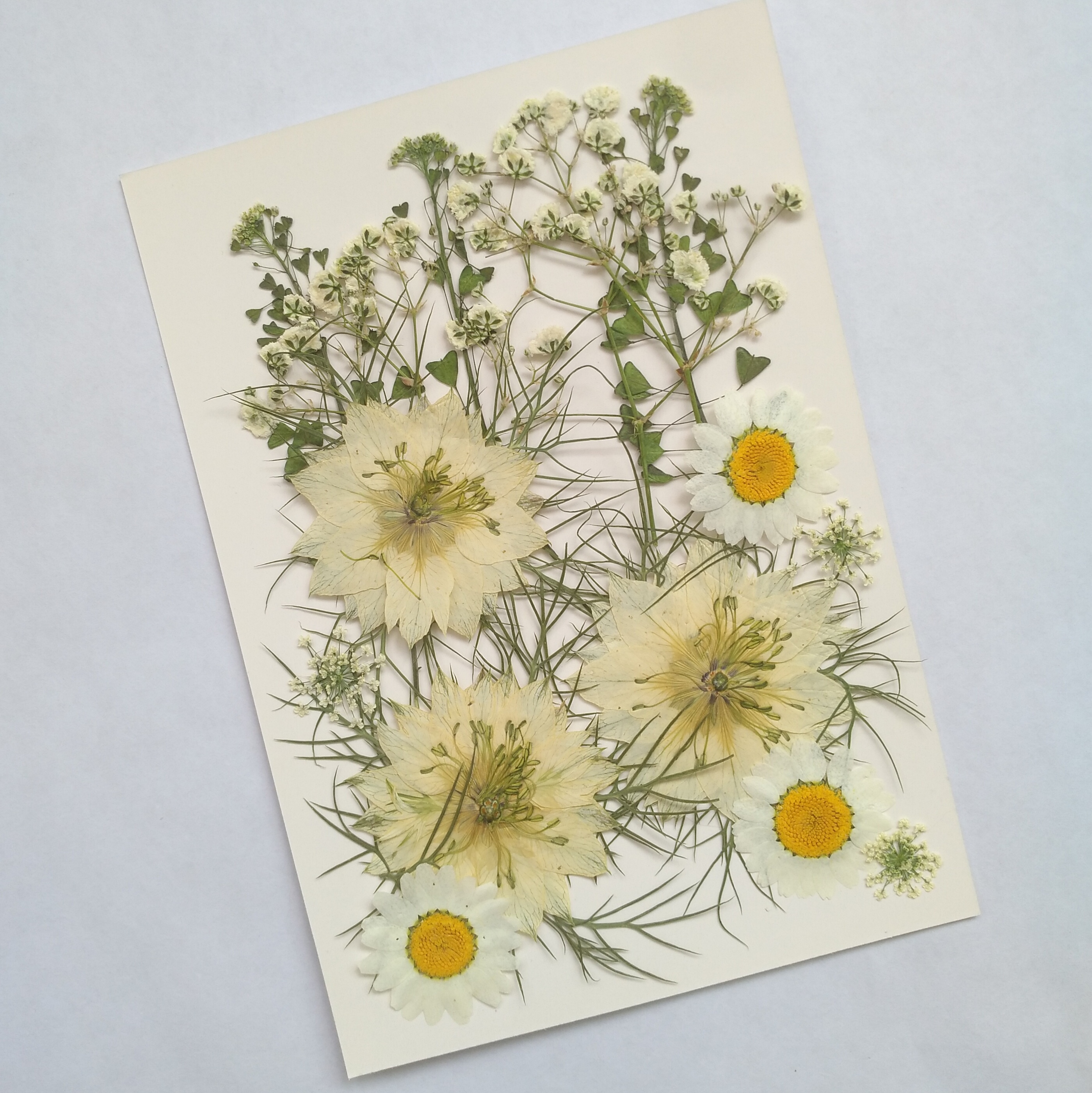 周周押植物标本干花压花材料黑种种草满天星白晶菊干花