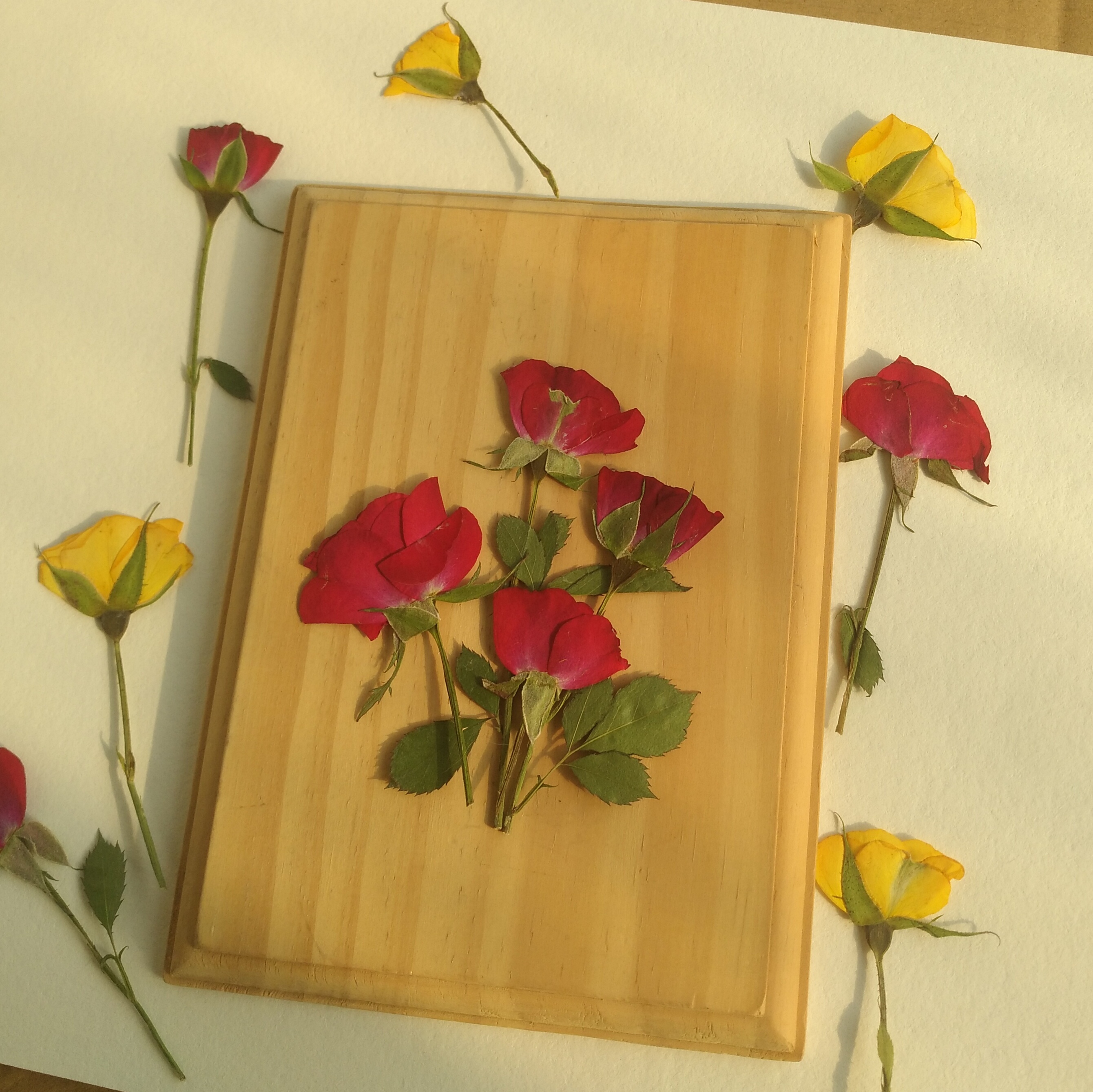 周周押侧面小玫玫瑰红黄月季花植物标本压花干花干花