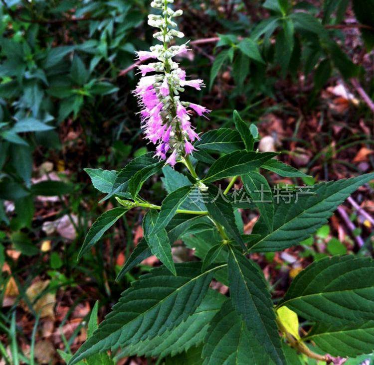 延边烫料河鱼苏麻狗子野苏子野野苏小叶藿香香薷其他药食同源食品