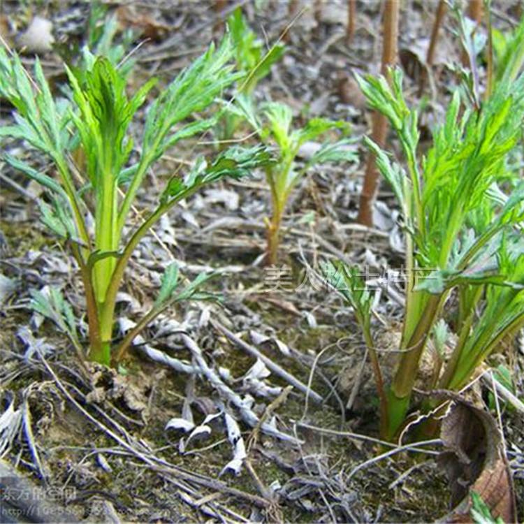东北野菜柳蒿芽新鲜速冻2斤每份水蒿蘸酱菜保温箱加冰