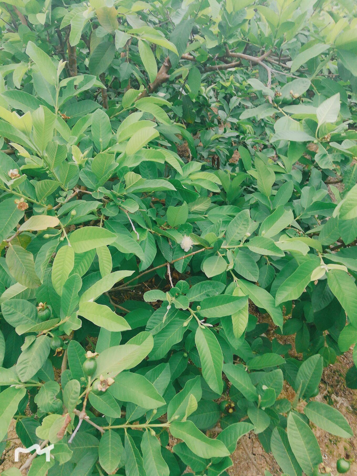 番石榴叶子新鲜现摘野生红心叶芭乐叶茶芭乐