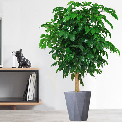 宁波绿宝幸福树办公室开业乔迁送礼家用净化空气观叶植物大型绿植