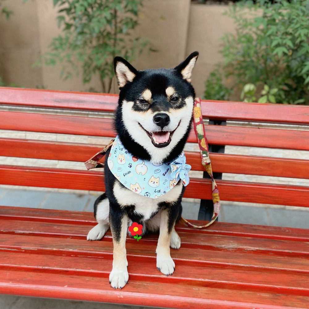 柴犬围巾宠物日系围脖狗狗圆领领结饰品玛莎围巾