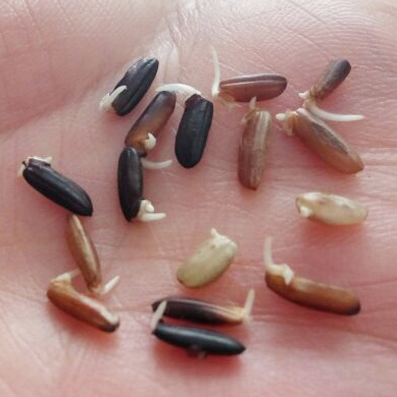 正宗洋县黑米种子高产水稻种籽黑米稻谷种黑稻种优质黑糯米黑谷种