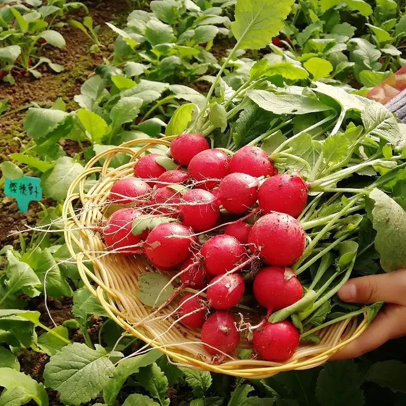 樱桃萝卜500g 迷你小红萝卜 菜新鲜蔬菜小圆萝卜 江浙