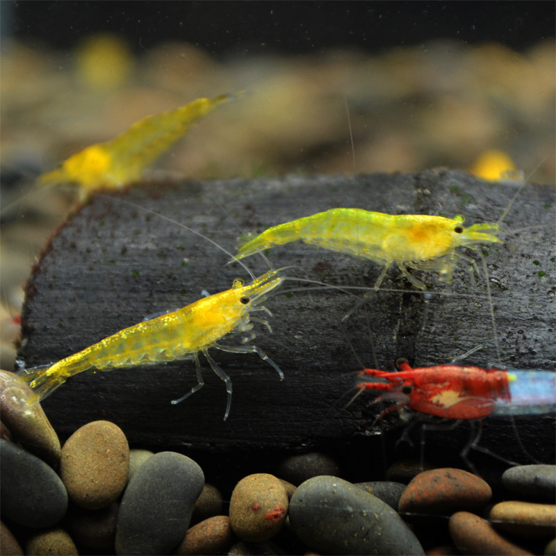活体黄金米金米黄米虾宠物虾草缸观赏工具虾黄米小型虾
