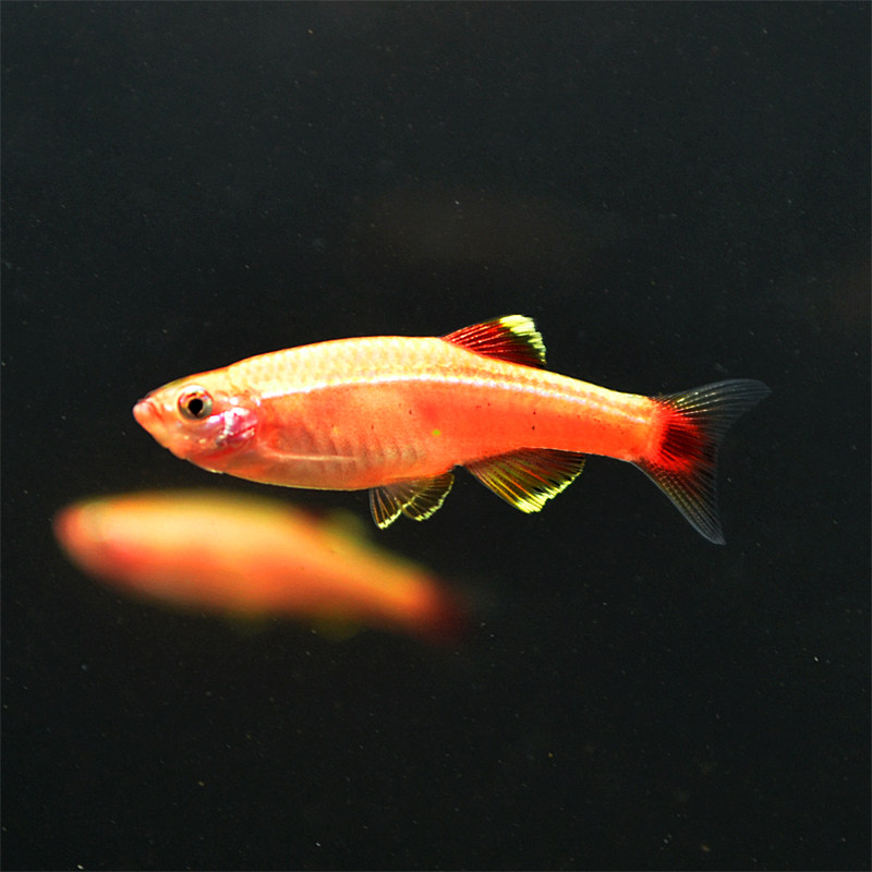 金丝冷水鱼鳉青鱼青化鱼白化鱼红金白云怕冷鱼不鱼