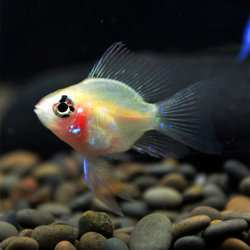 变色龙鱼活体火焰变色龙鱼观赏鱼热带鱼迷你短鲷草缸鱼鱼缸可养