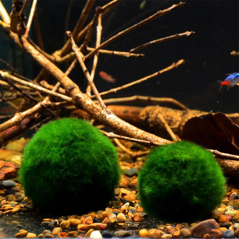 水草绿藻活体水藻球虾水族造景草缸鱼缸懒人水草