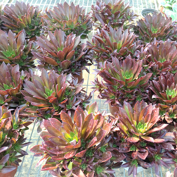 法师状态凤凰手捧花状多肉植物绿植花卉多肉植物