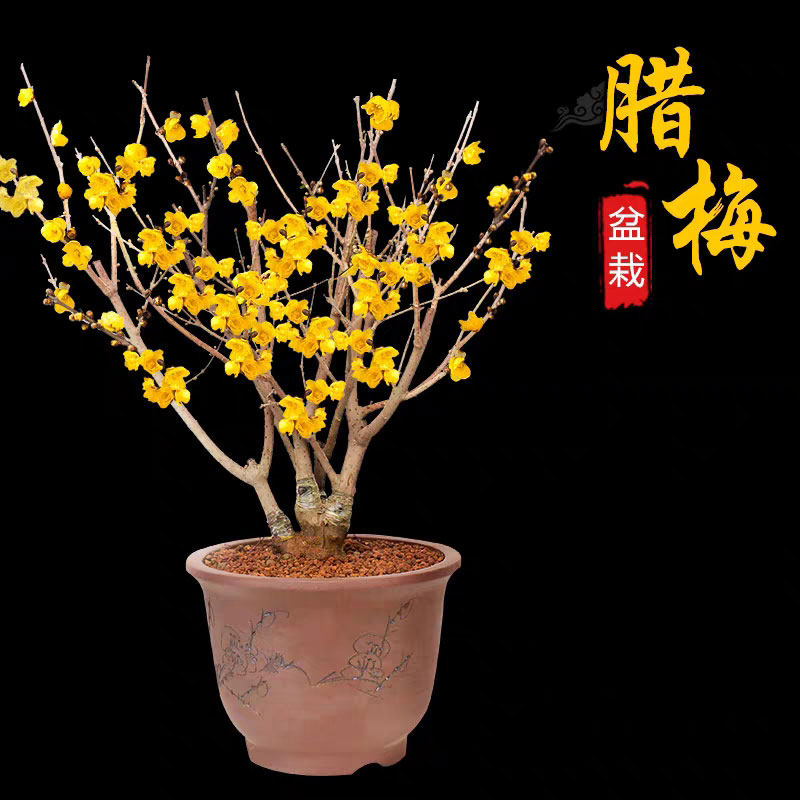 梅花腊梅花黄专用土壤三角沙质营养通用盆栽介质