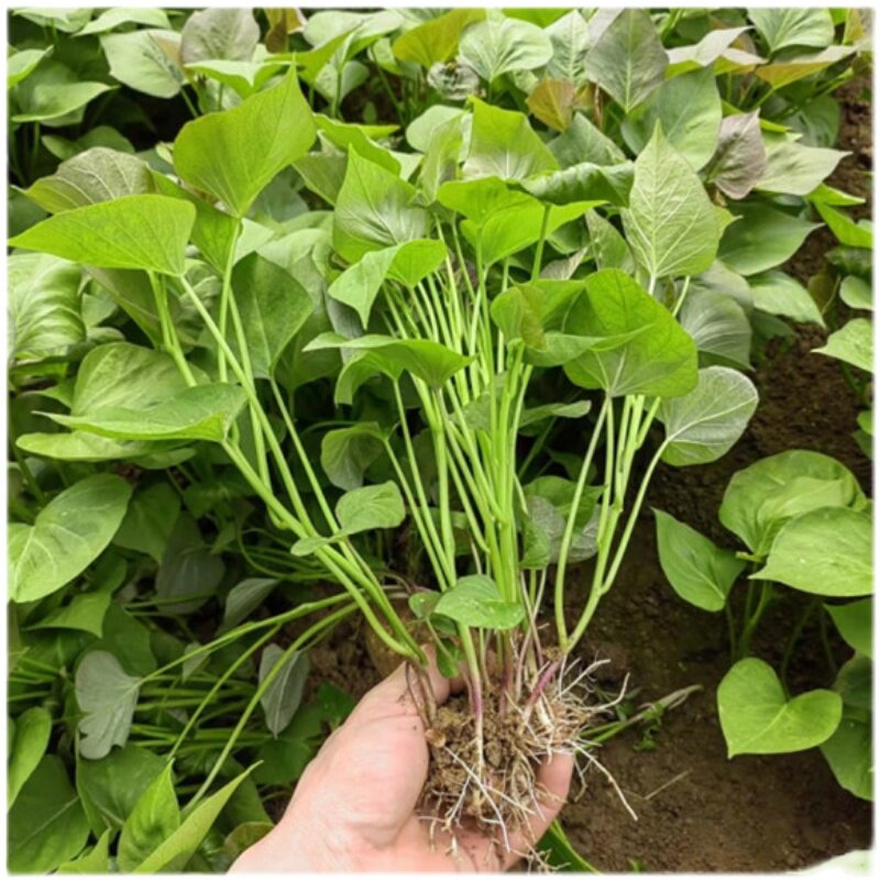 红薯地瓜苗紫薯苗蜜薯西瓜板栗秧苗烟薯山芋番薯