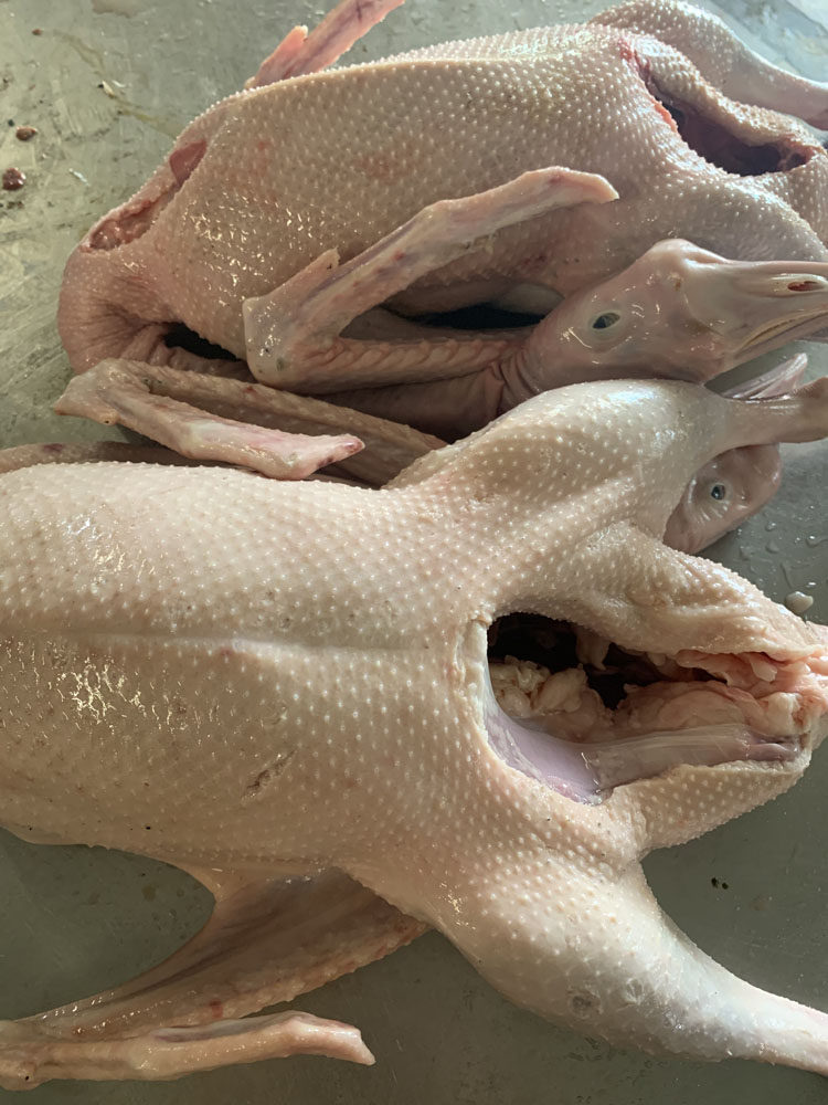 1年新鲜大白冷冻显示鹅肉土鹅散养农家611斤鹅肉